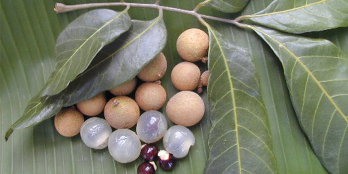 میوه لونگان میوه لونگان