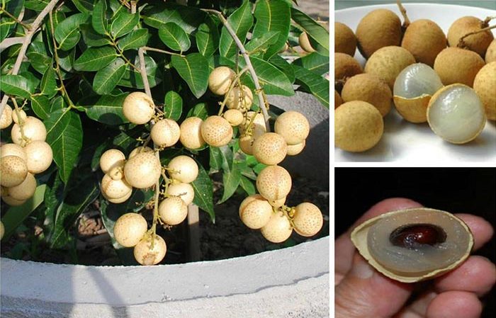 نحوه پرورش میوه لونگان در خانه نحوه پرورش میوه لونگان در خانه