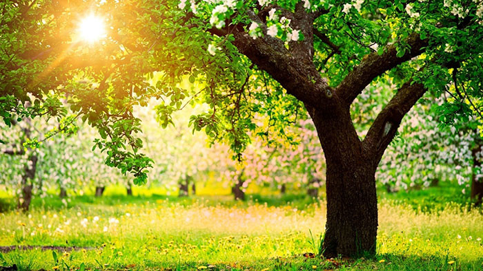 عکس طبیعت بهاری عکس طبیعت بهاری