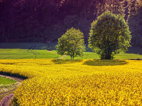 عکس طبیعت بهاری دیدنی عکس طبیعت بهاری دیدنی