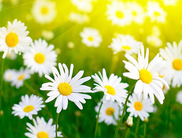 عکس گل مینای چمنی در طبیعت بهاری عکس گل مینای چمنی در طبیعت بهاری